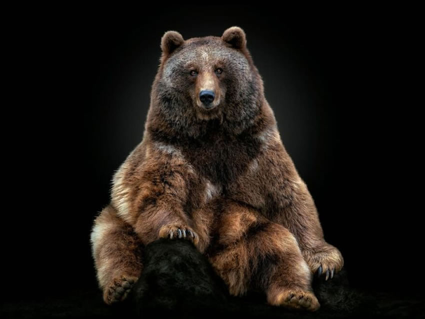 Close-Up Portraits Of Wild Animals By Pedro Jarque Krebs