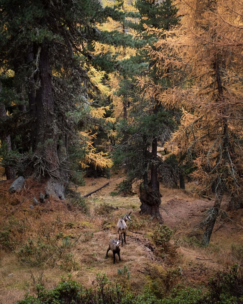 Beautiful Swiss Landscapes In Autumn by Vincent Croce