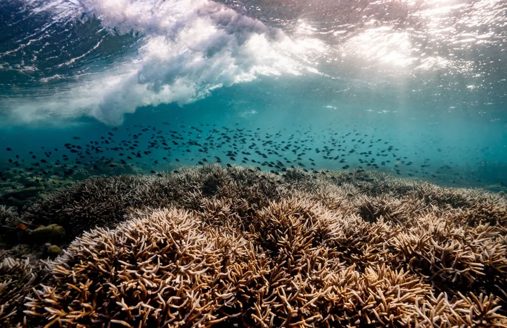 British Ecological Society Capturing Ecology Winners