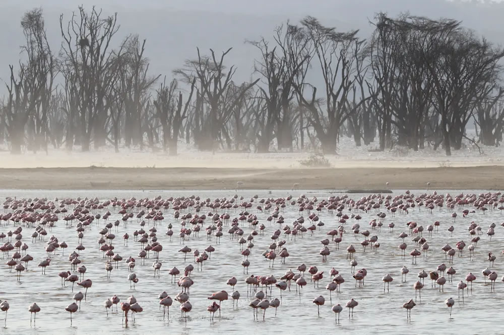 British Ecological Society Capturing Ecology Winners