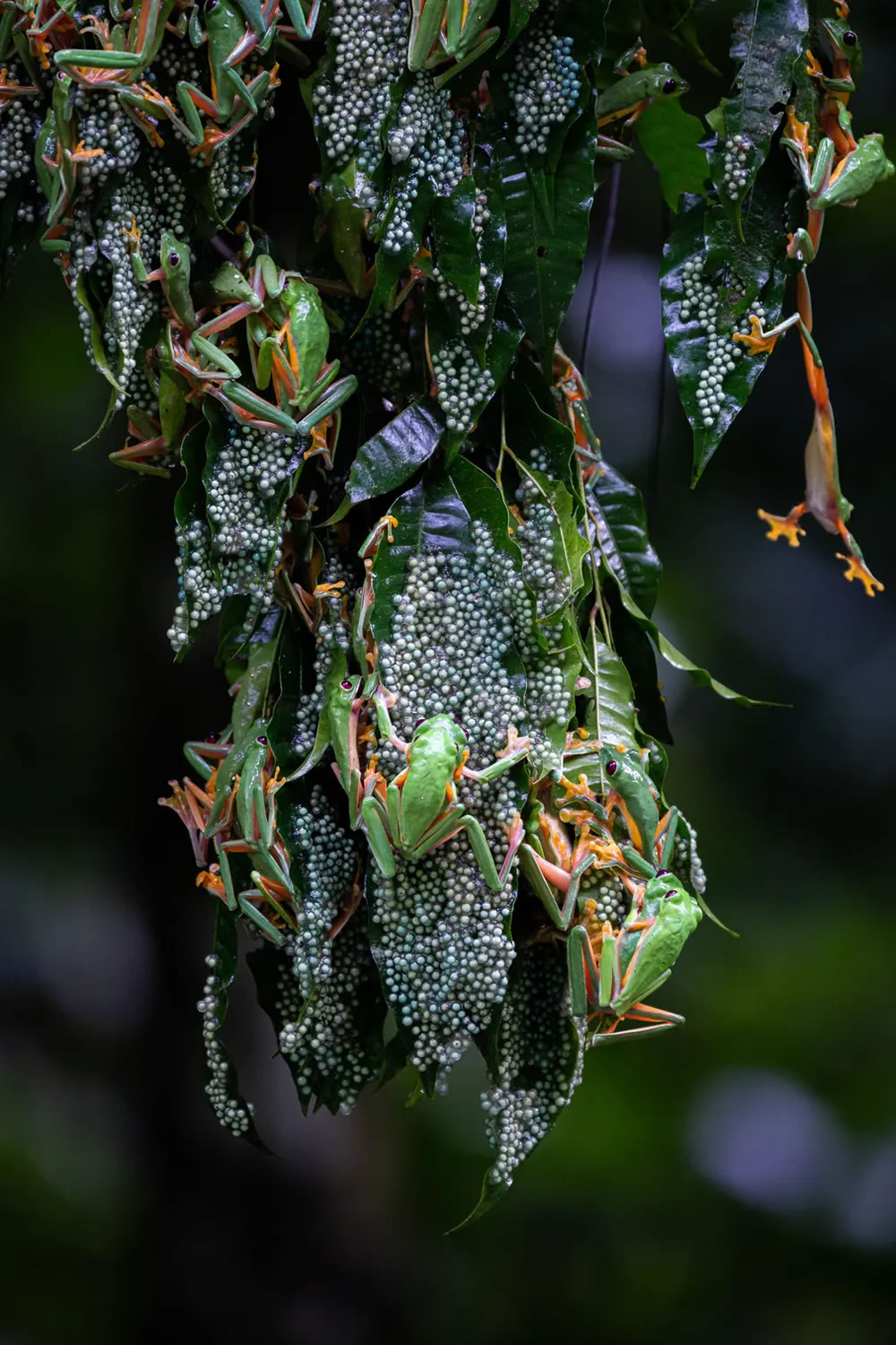 British Ecological Society Capturing Ecology Winners