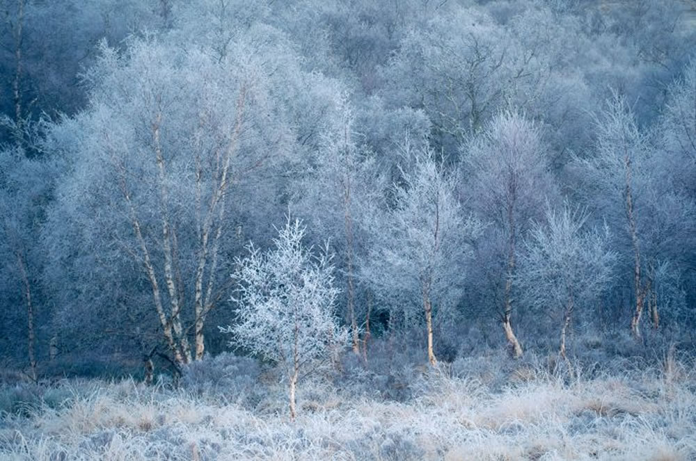 British Ecological Society Capturing Ecology Winners