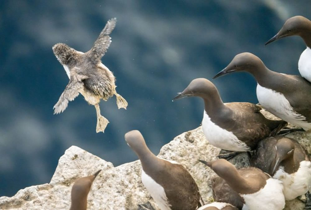 British Ecological Society Capturing Ecology Winners