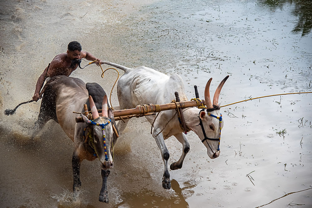 Bull Race Festival In Kerala By Ajayan Kavungal Anat