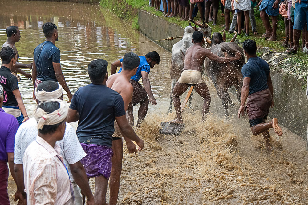 Bull Race Festival In Kerala By Ajayan Kavungal Anat