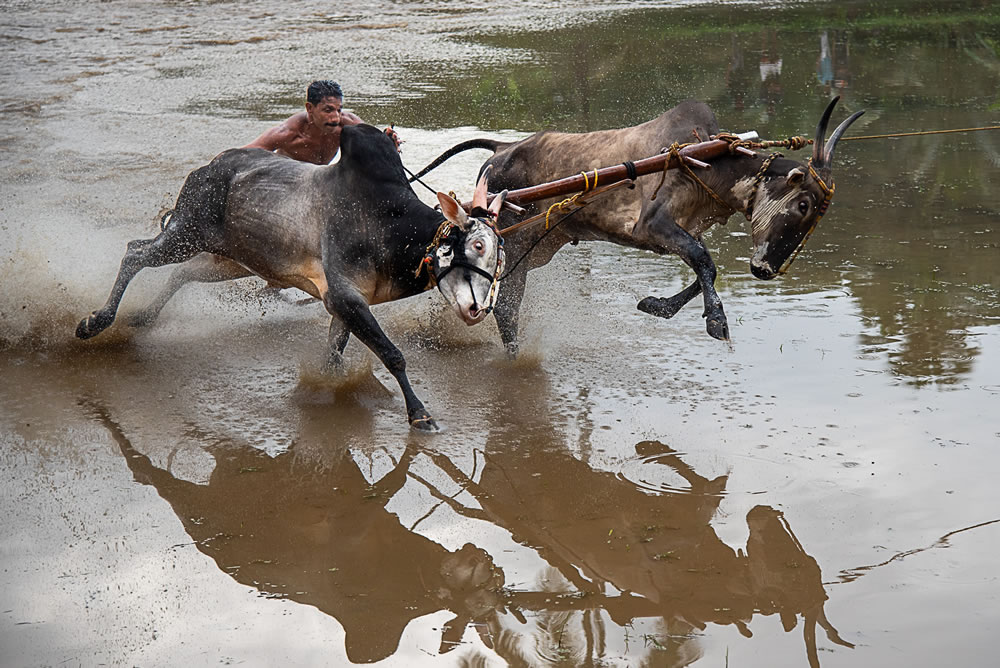 Bull Race Festival In Kerala By Ajayan Kavungal Anat