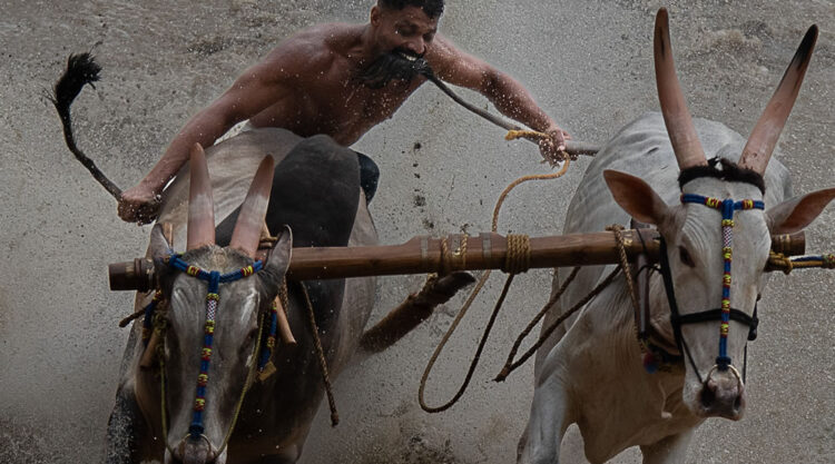 Bull Race Festival In Kerala By Ajayan Kavungal Anat