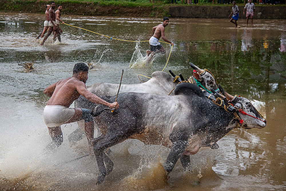 Bull Race Festival In Kerala By Ajayan Kavungal Anat