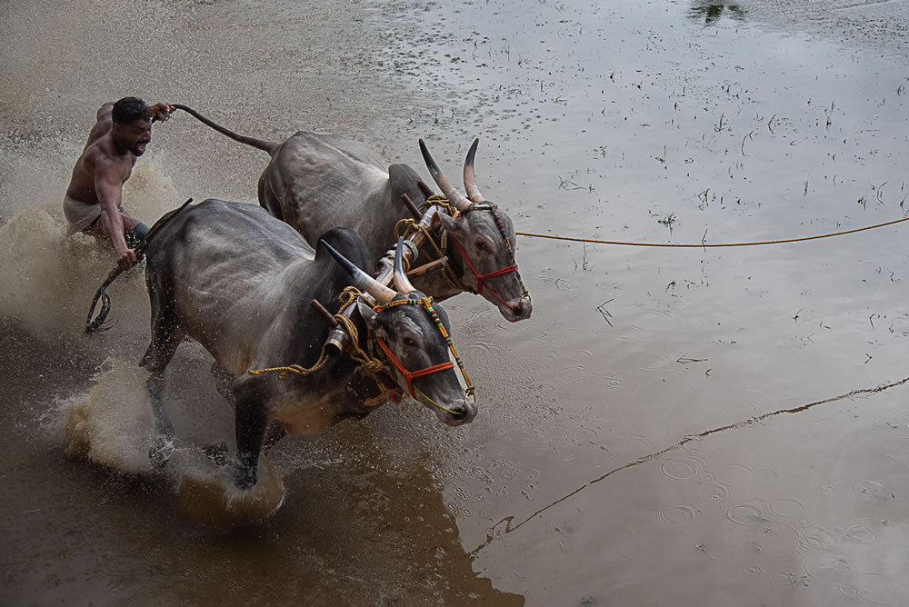 Bull Race Festival In Kerala By Ajayan Kavungal Anat