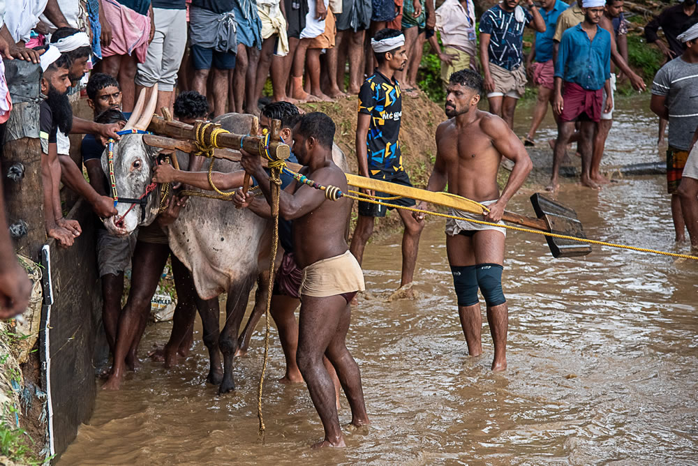 Bull Race Festival In Kerala By Ajayan Kavungal Anat