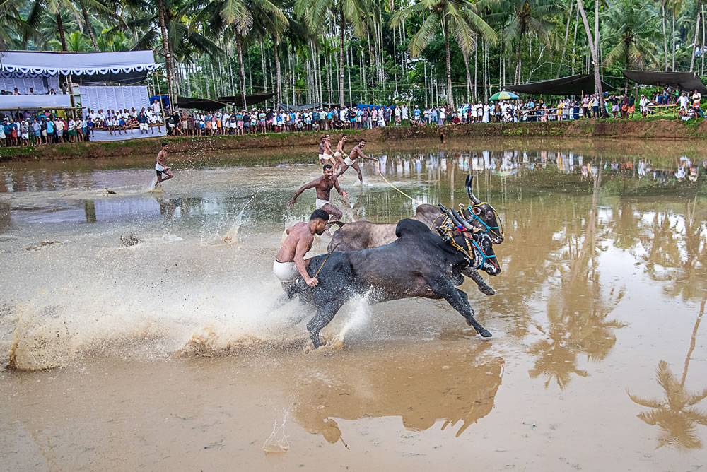 Bull Race Festival In Kerala By Ajayan Kavungal Anat