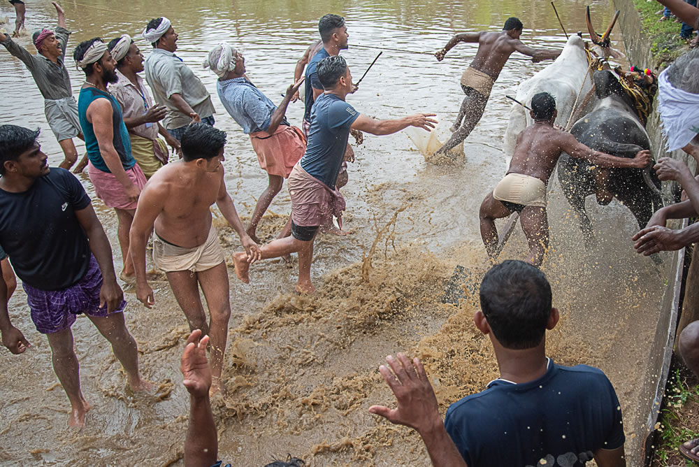 Bull Race Festival In Kerala By Ajayan Kavungal Anat