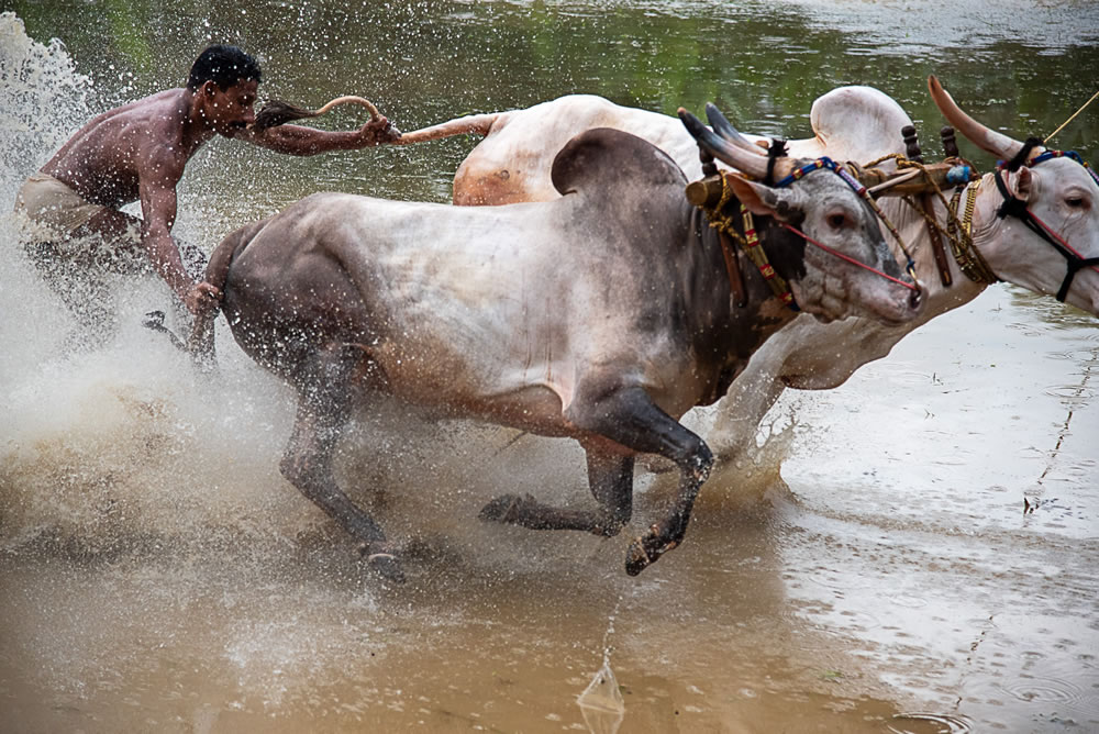 Bull Race Festival In Kerala By Ajayan Kavungal Anat