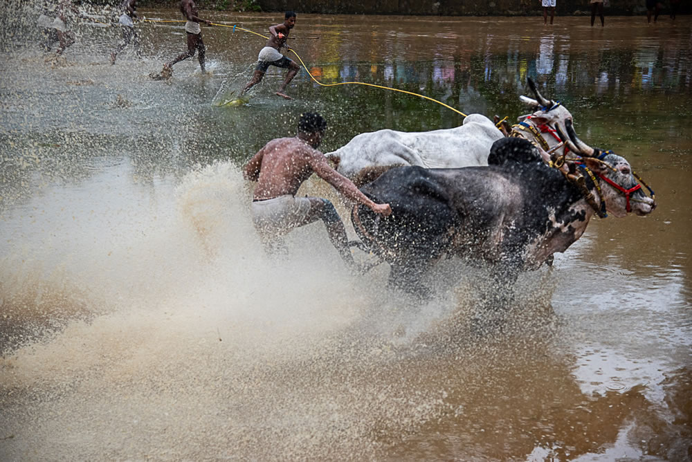 Bull Race Festival In Kerala By Ajayan Kavungal Anat