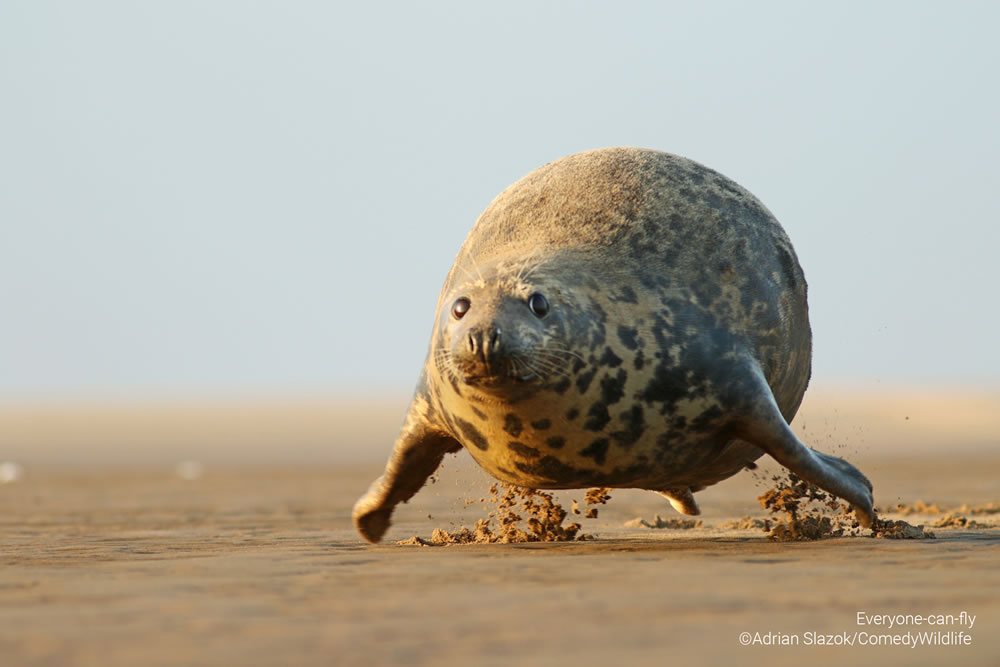 Comedy Wildlife Photography Awards 2023 Finalists