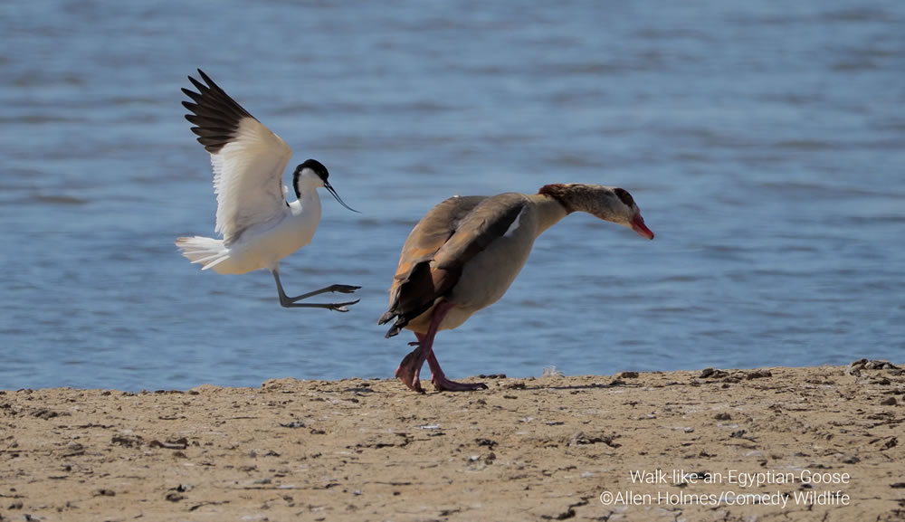 Comedy Wildlife Photography Awards 2023 Finalists