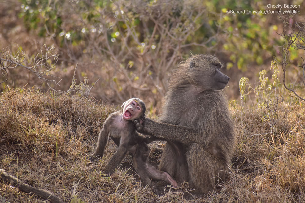 Comedy Wildlife Photography Awards 2023 Finalists