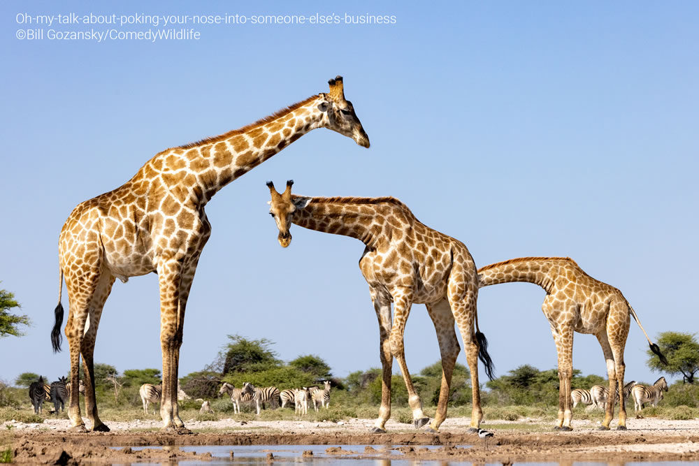 Comedy Wildlife Photography Awards 2023 Finalists