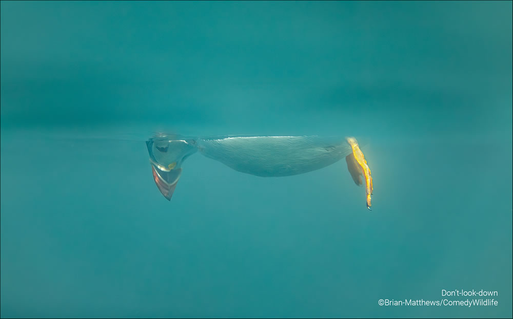 Comedy Wildlife Photography Awards 2023 Finalists