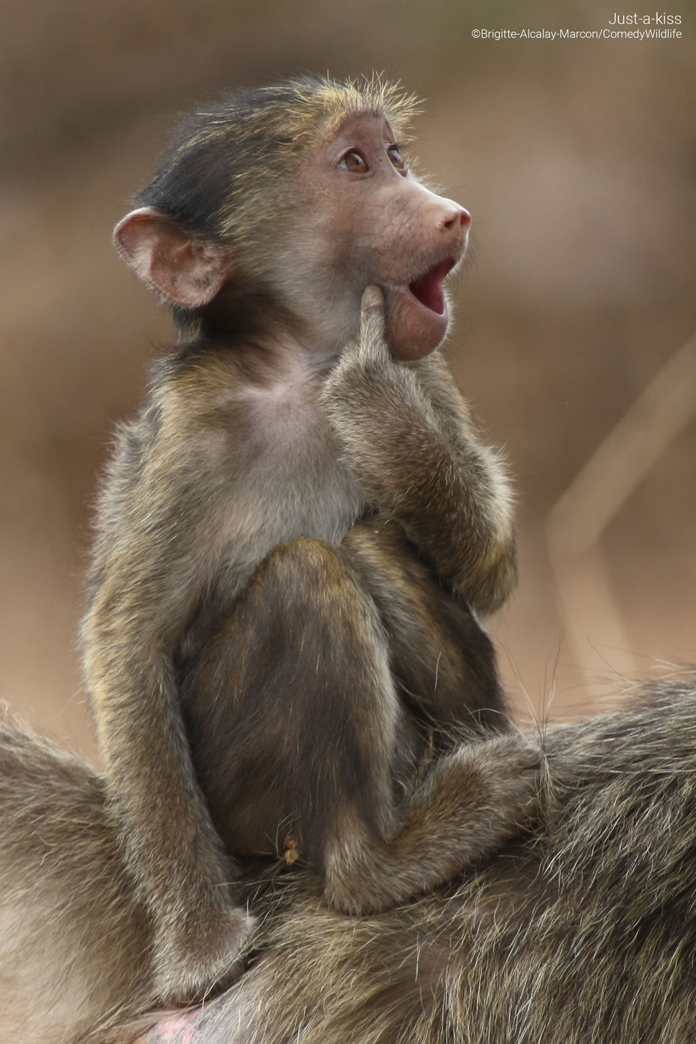 Comedy Wildlife Photography Awards 2023 Finalists