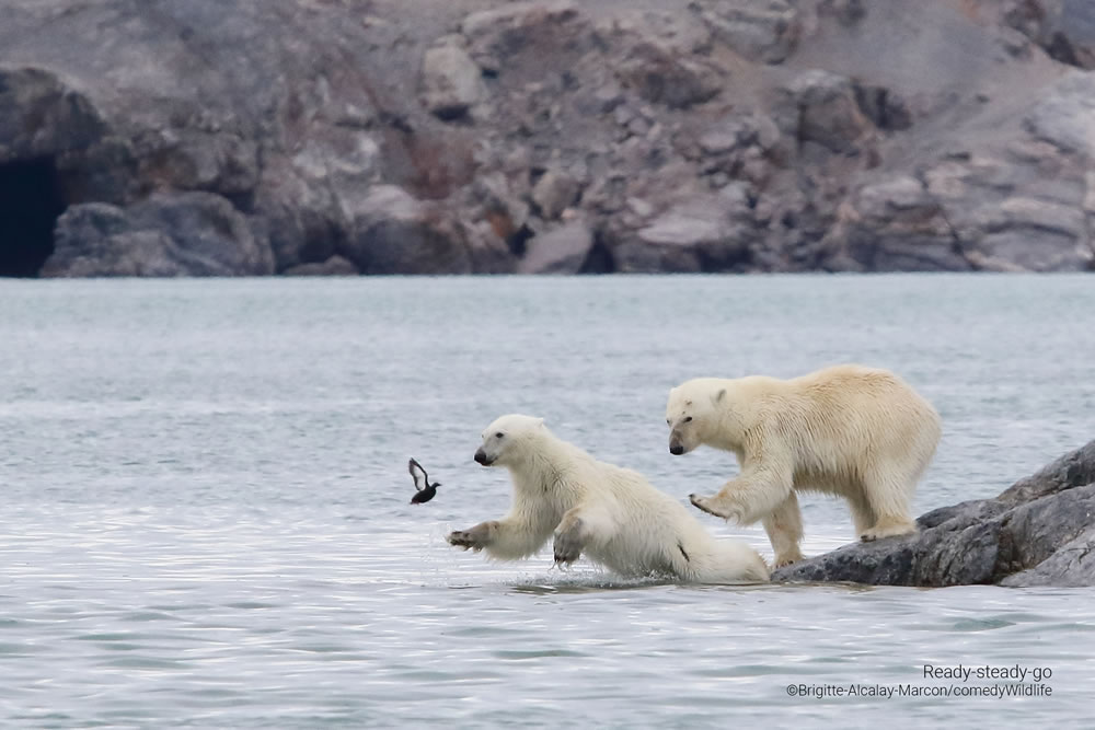 Comedy Wildlife Photography Awards 2023 Finalists