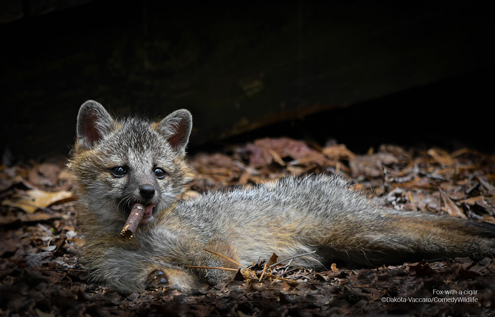 Comedy Wildlife Photography Awards 2023 Finalists