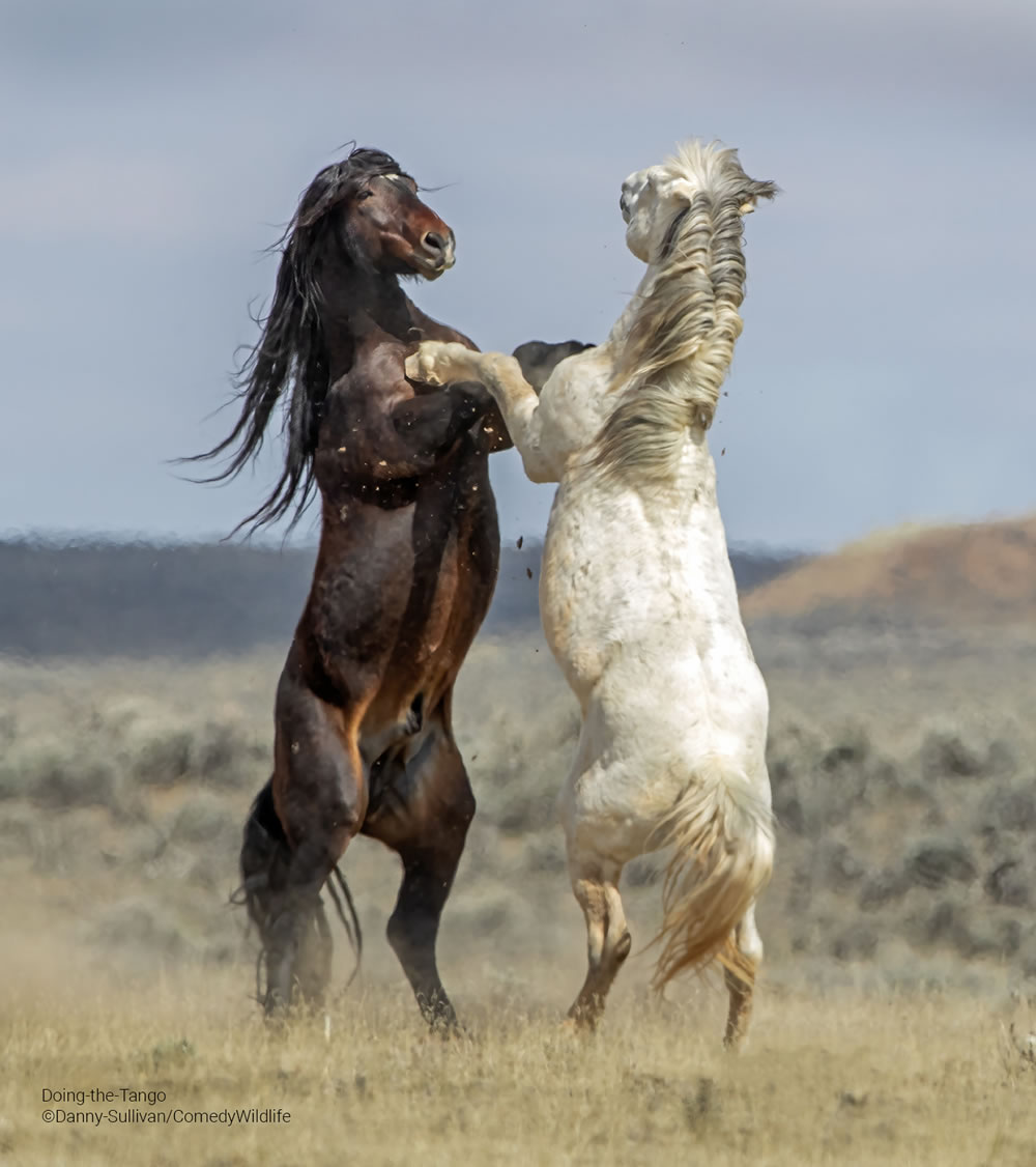 Comedy Wildlife Photography Awards 2023 Finalists