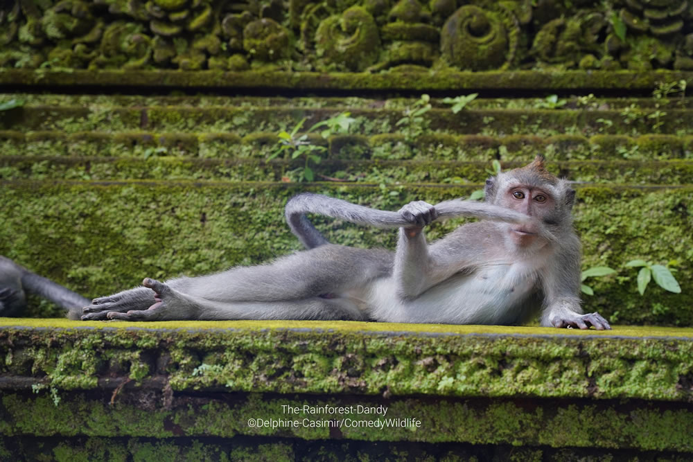 Comedy Wildlife Photography Awards 2023 Finalists