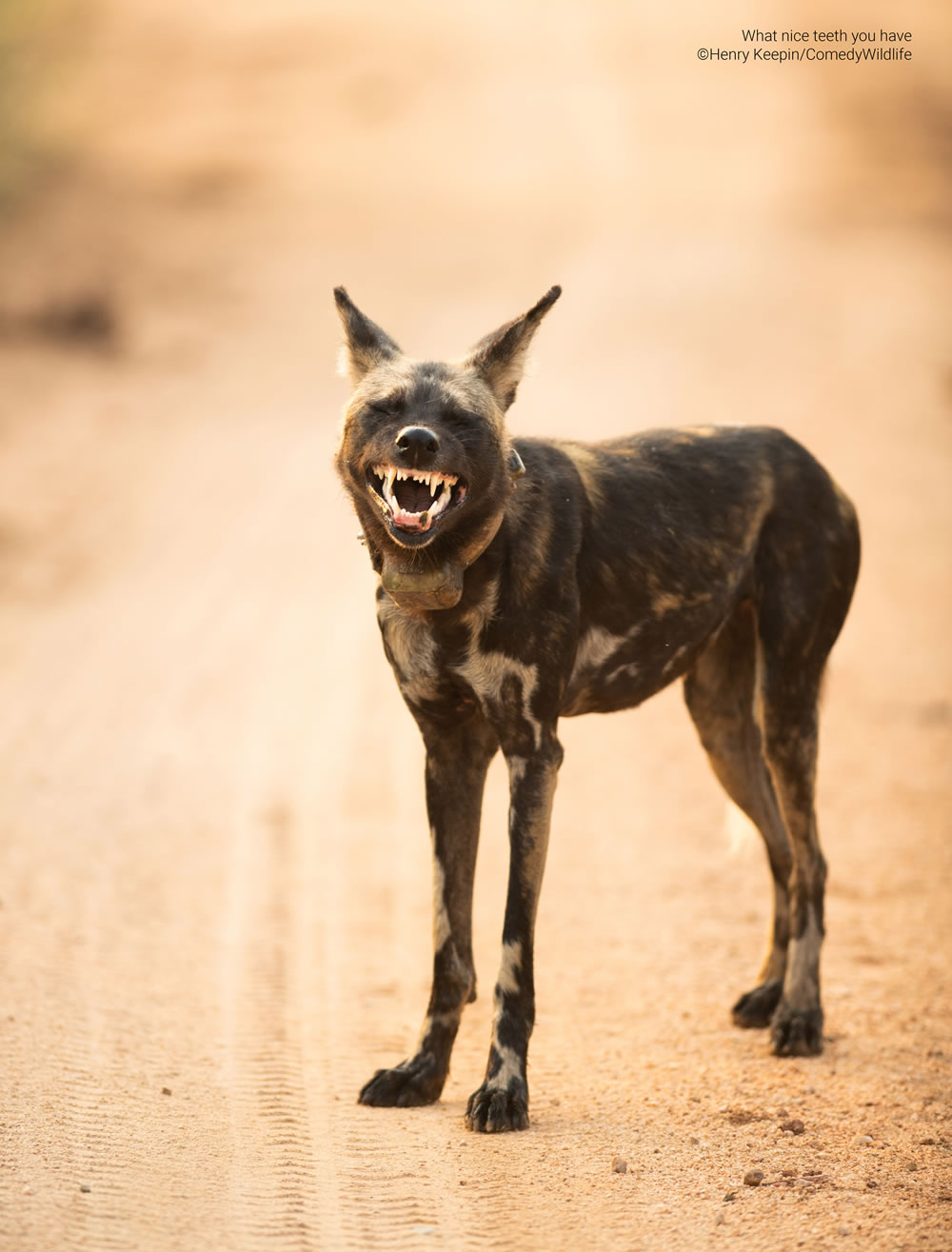 Comedy Wildlife Photography Awards 2023 Finalists