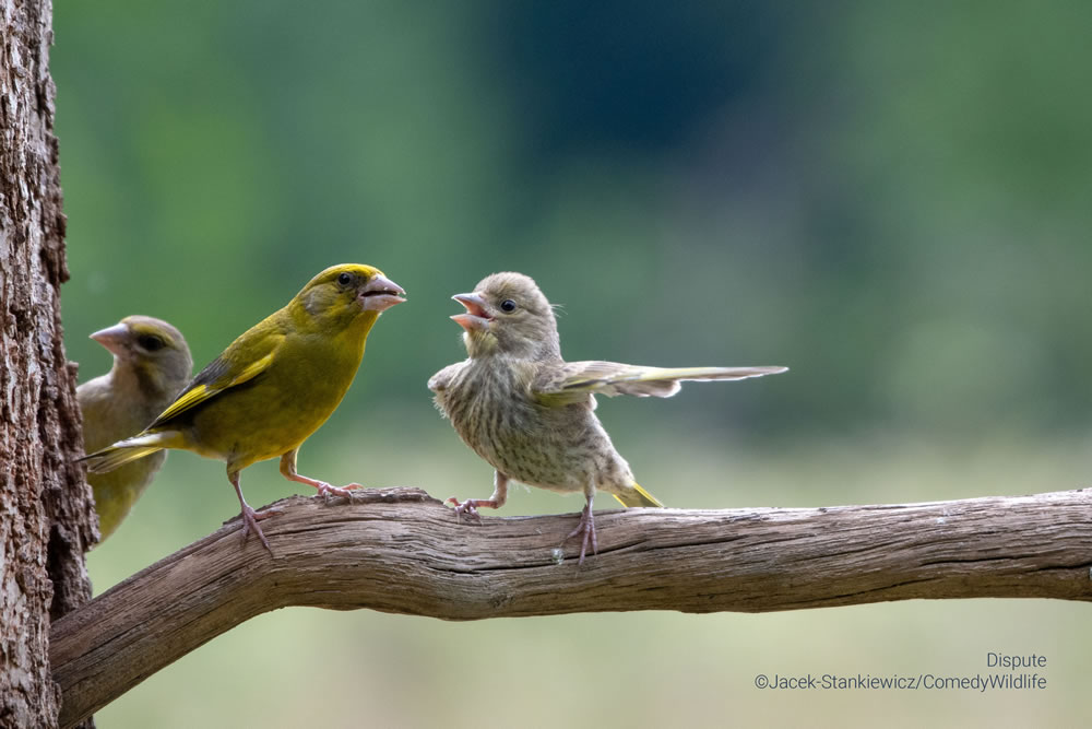 Comedy Wildlife Photography Awards 2023 Finalists