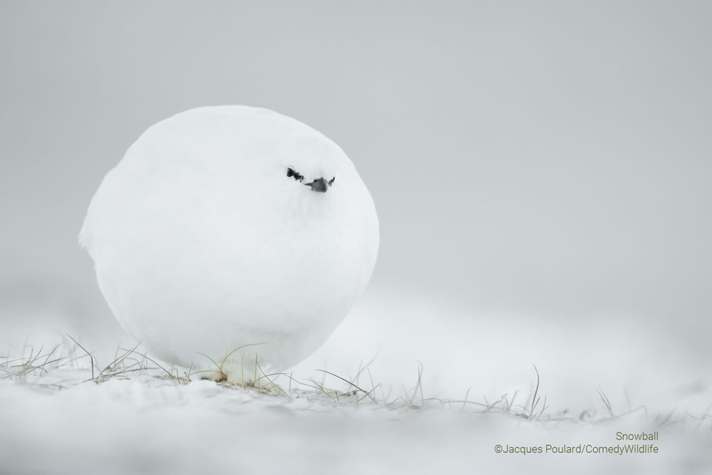 Comedy Wildlife Photography Awards 2023 Finalists