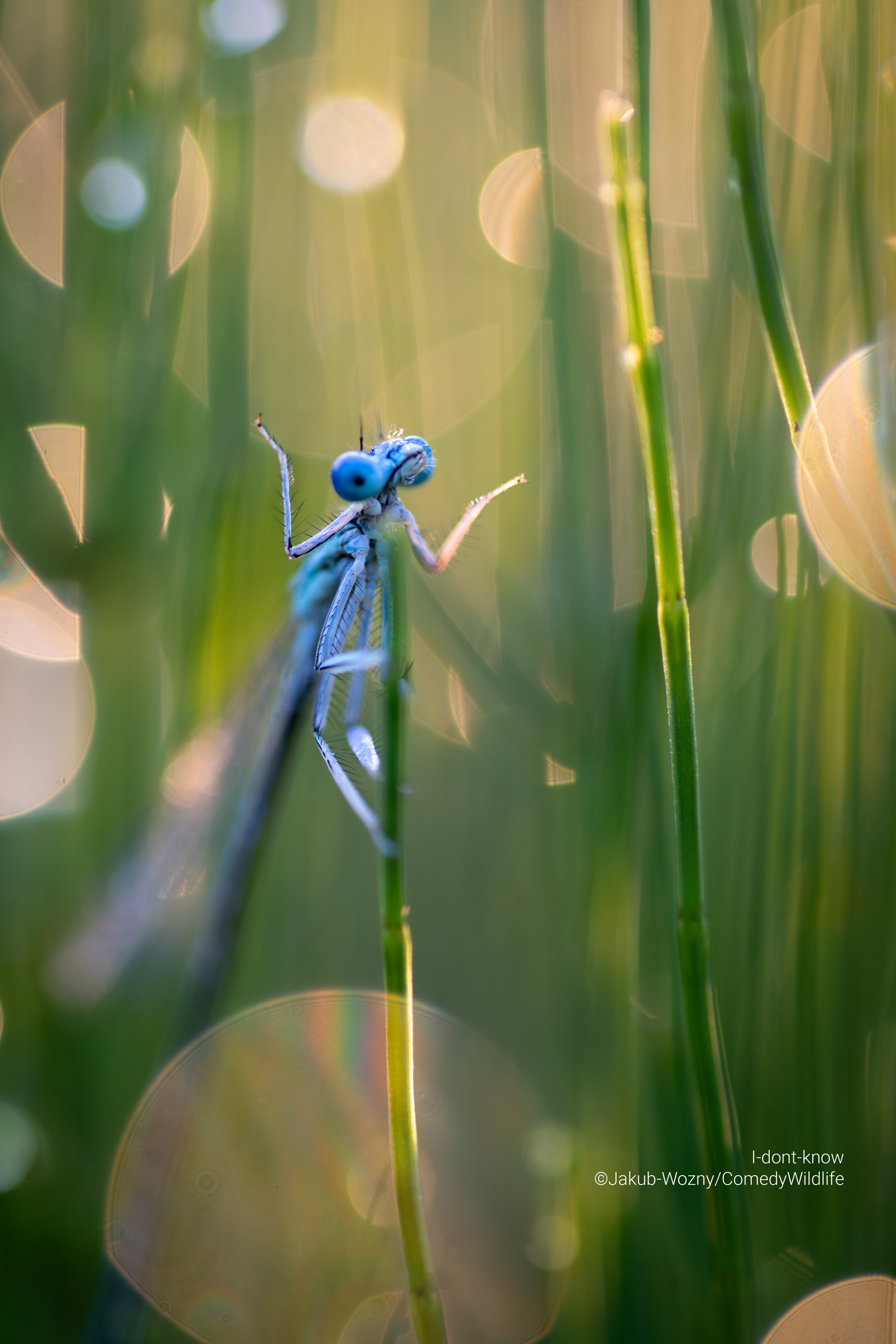 Comedy Wildlife Photography Awards 2023 Finalists