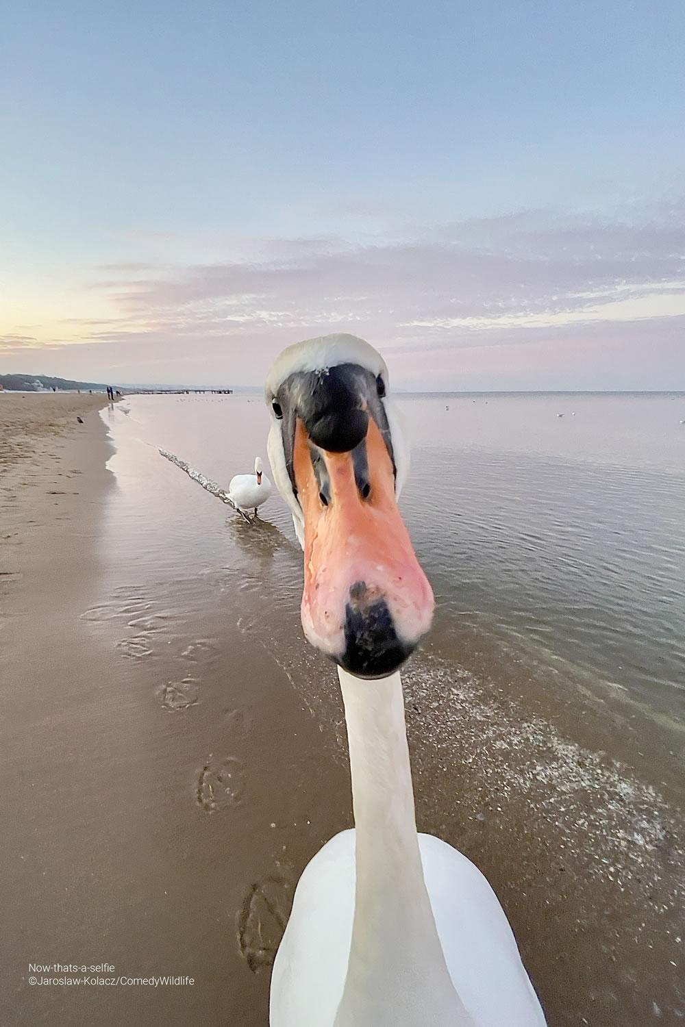 Comedy Wildlife Photography Awards 2023 Finalists