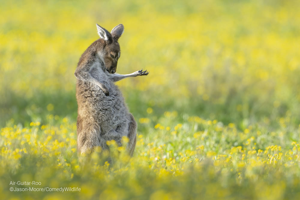 Comedy Wildlife Photography Awards 2023 Finalists