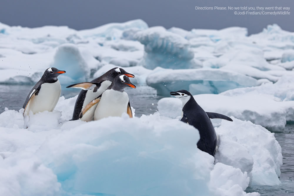 Comedy Wildlife Photography Awards 2023 Finalists