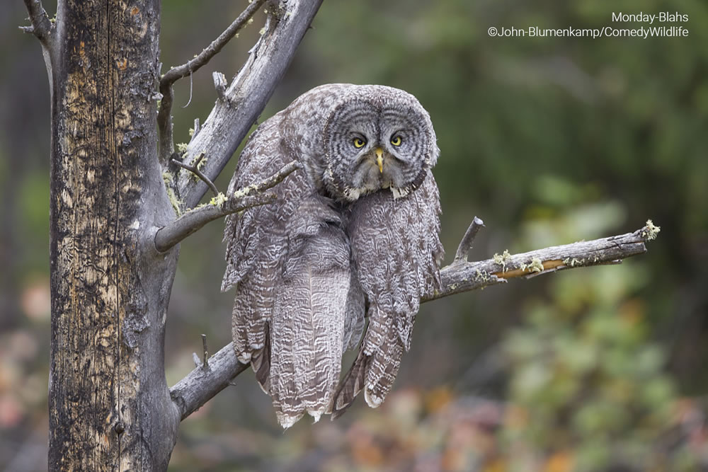 Comedy Wildlife Photography Awards 2023 Finalists