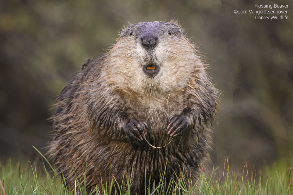 Comedy Wildlife Photography Awards 2023 Finalists