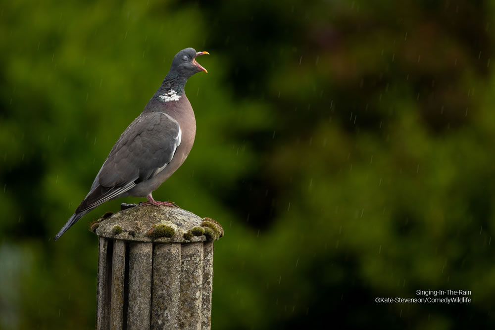 Comedy Wildlife Photography Awards 2023 Finalists