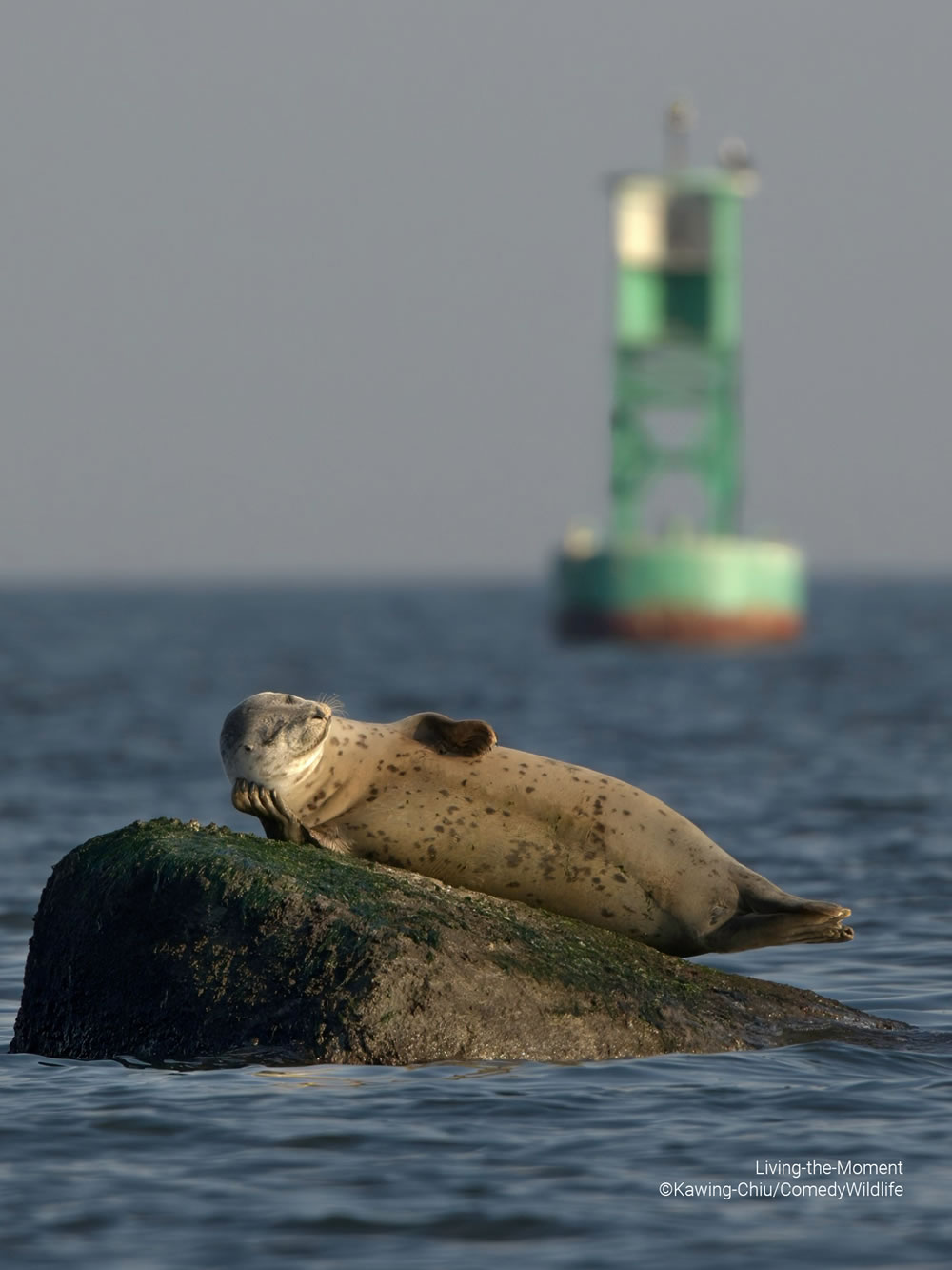 Comedy Wildlife Photography Awards 2023 Finalists