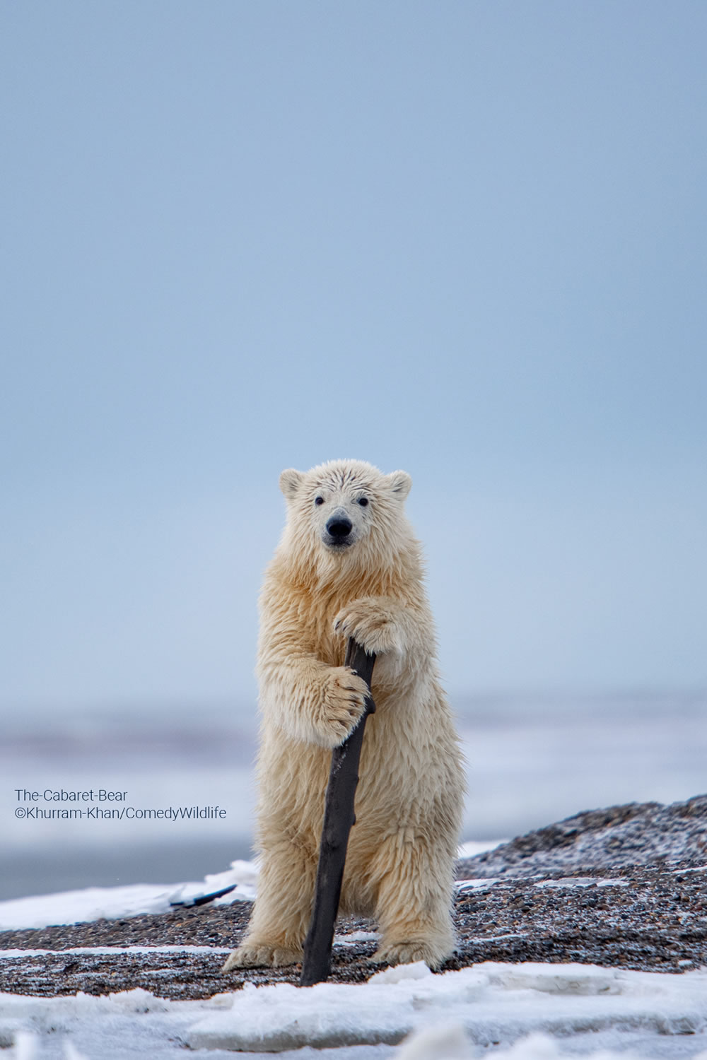 Comedy Wildlife Photography Awards 2023 Finalists