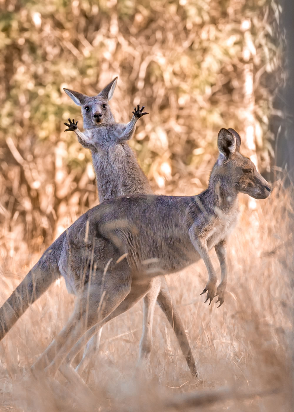 Comedy Wildlife Photography Awards 2023 Finalists