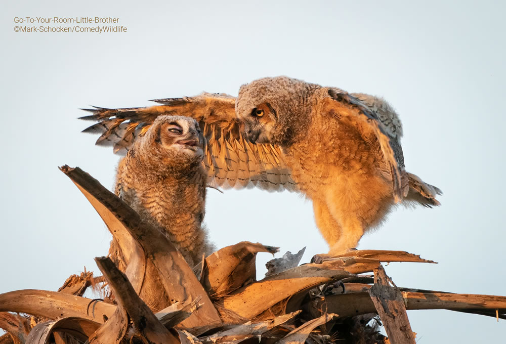 Comedy Wildlife Photography Awards 2023 Finalists