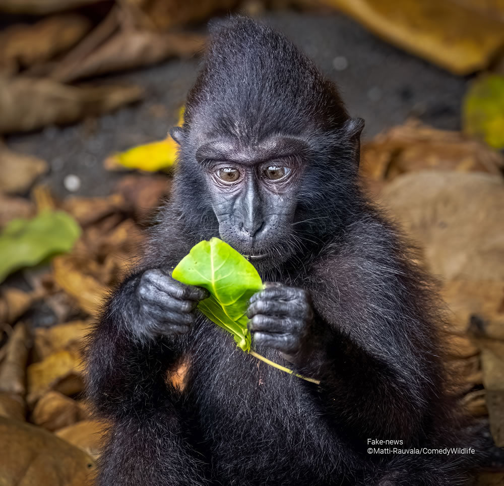 Comedy Wildlife Photography Awards 2023 Finalists