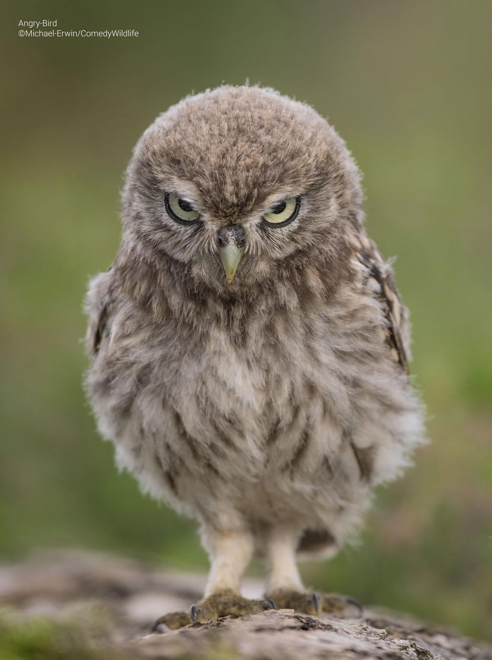 Comedy Wildlife Photography Awards 2023 Finalists