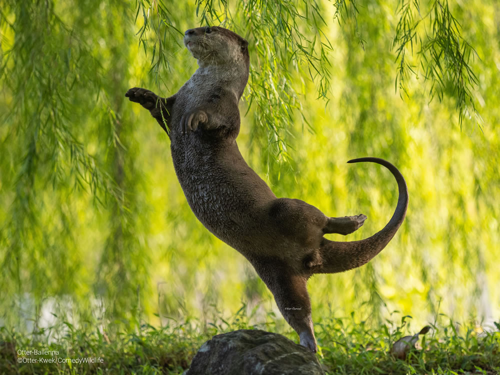 Comedy Wildlife Photography Awards 2023 Finalists