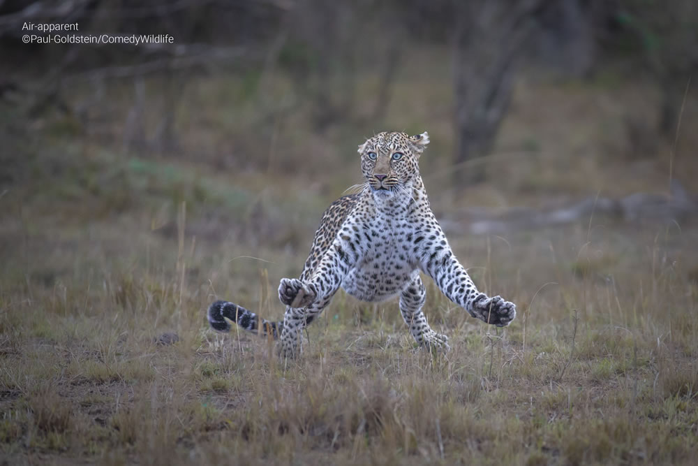 Comedy Wildlife Photography Awards 2023 Finalists