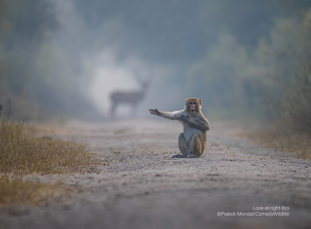 Comedy Wildlife Photography Awards 2023 Finalists