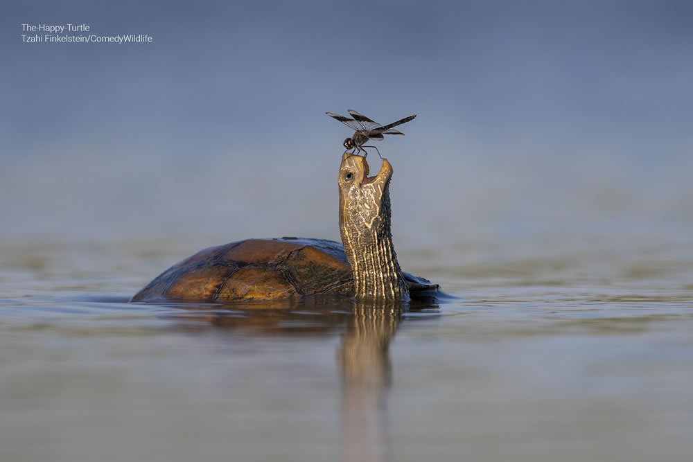 Comedy Wildlife Photography Awards 2023 Finalists