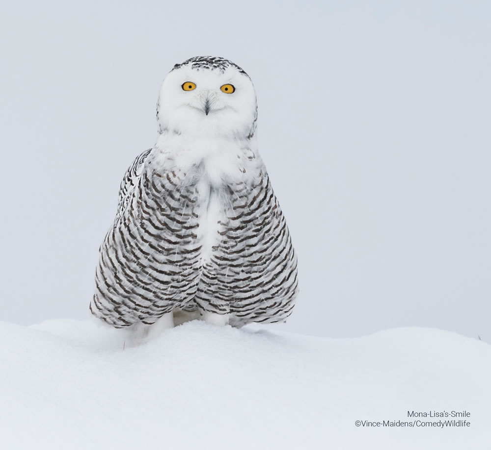 Comedy Wildlife Photography Awards 2023 Finalists