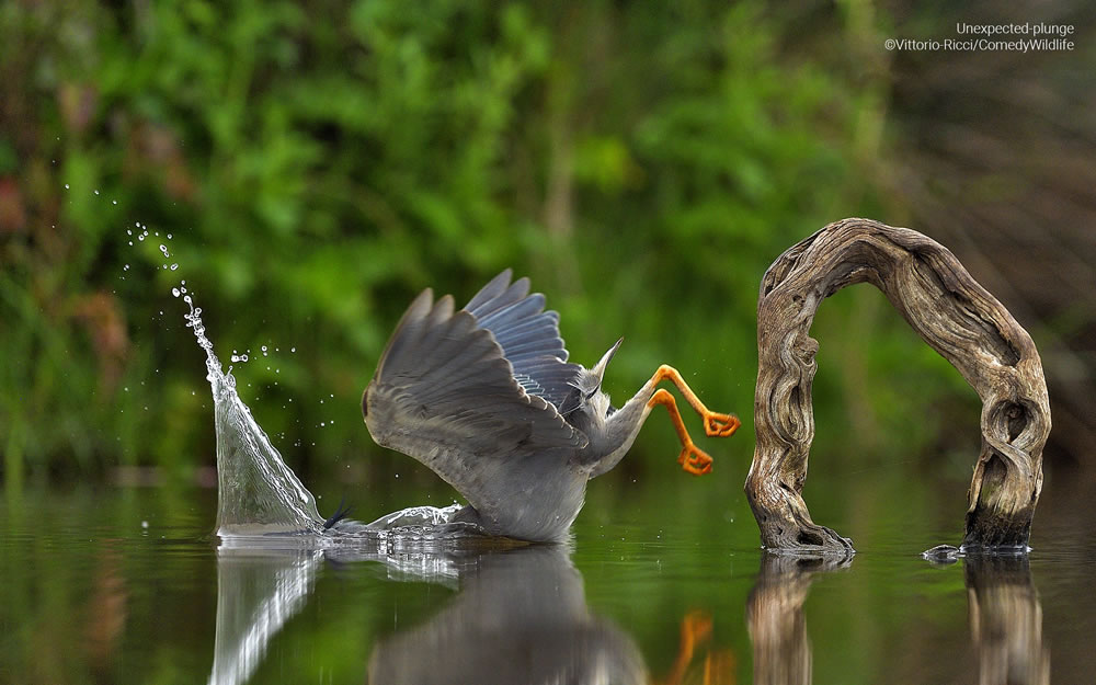 Comedy Wildlife Photography Awards 2023 Finalists